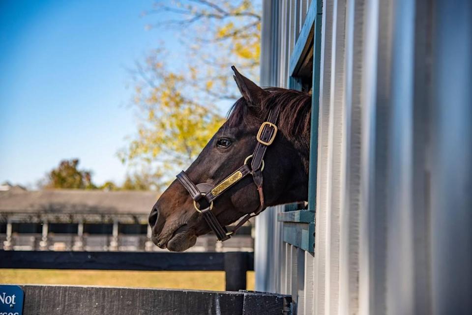 Go for Gin, who spent the past several years at the Kentucky Horse Park in Lexington, was the oldest living Derby winner before his death Tuesday at age 31.