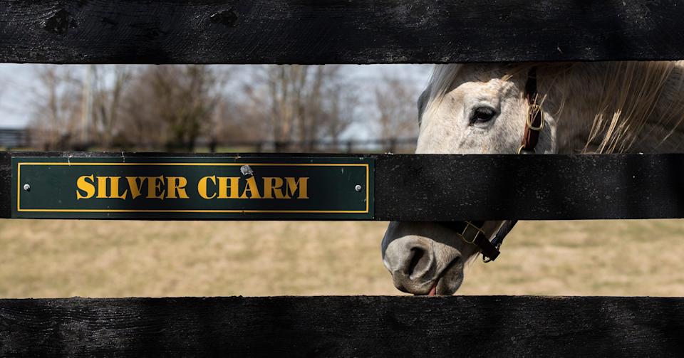 1997 Kentucky Derby and Preakness winner, Silver Charm, peers out from his pasture at Old Friends Farm in Georgetown, Kentucky. March 4, 2022