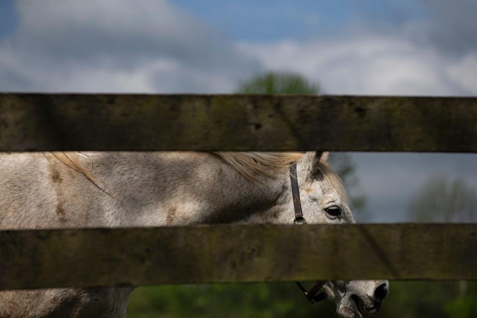 27-year-old Kentucky Derby and Preakness Stakes winner Silver Charm grazes at Old Friends Farm, a retirement home for thoroughbred race horses in Georgetown, Kentucky. April 12, 2020