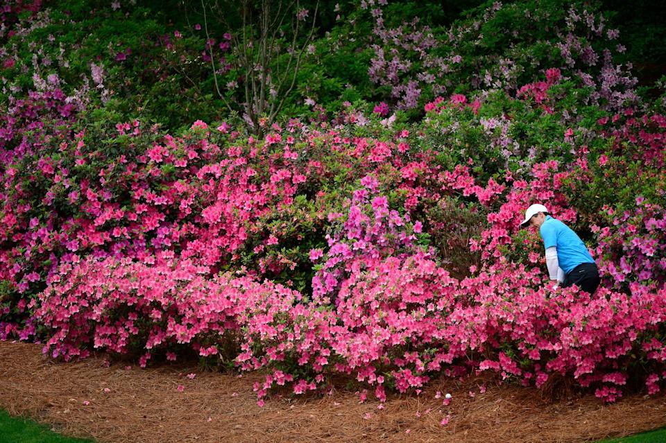 Rory McIlroy hits out of the Masters azaleas.