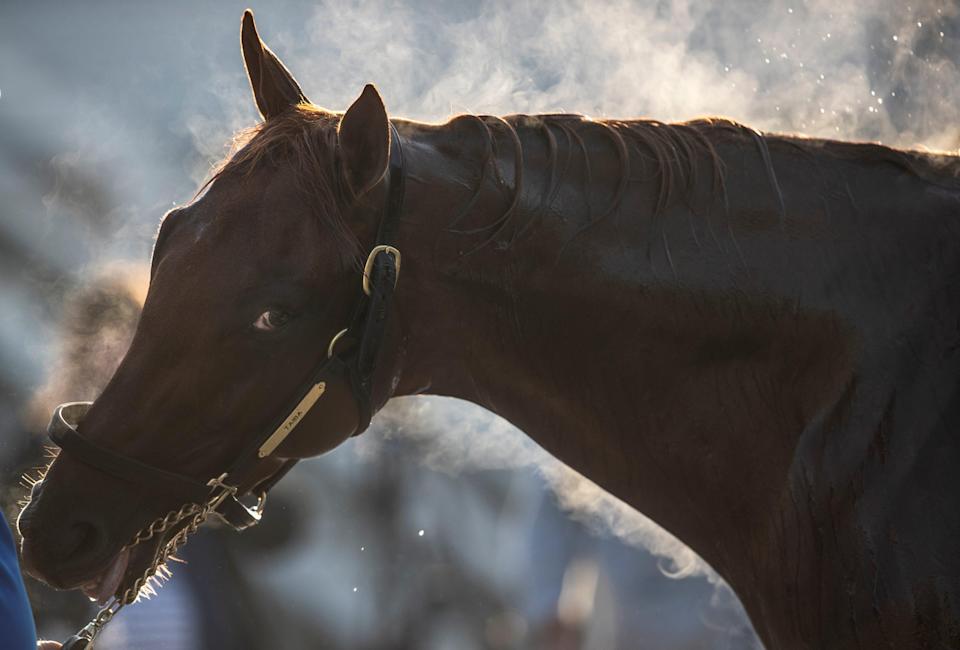 Kentucky Derby hopeful Taiba is bathed following a gallop around the Churchill Downs track. The former Bob Baffert trainee is now being handled by Tim Yakteen. May 2, 2022