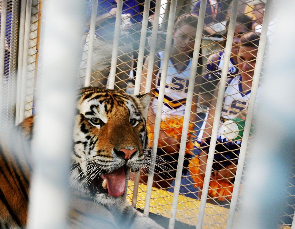 BATON ROUGE, LA - OCTOBER 06: LSU mascot Mike VI, a Bengal/Siberian mixed tiger, is displayed on the field before the Florida Gators take on the LSU Tigers at Tiger Stadium on October 6, 2007 in Baton Rouge, Louisiana. (Photo by Doug Benc/Getty Images)